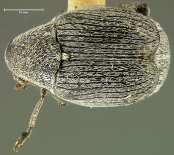 Media type: image;   Entomology 25063 Aspect: habitus dorsal view